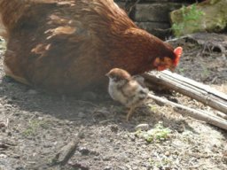 oiseaux_et_poules_20211127_1351171689